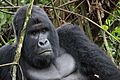 Mountain Gorilla (Humba family) – Virunga National Park (29)