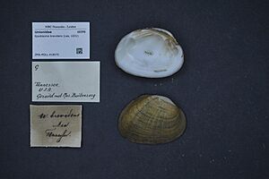 Naturalis Biodiversity Center - ZMA.MOLL.418070 - Epioblasma brevidens (Lea, 1831) - Unionidae - Mollusc shell