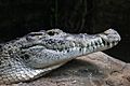 Neuguinea-krokodil-0272