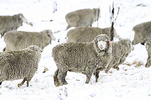 New England Tablelands Merino in snow during winter.