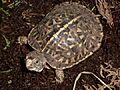 Ornate terrapin hatchling