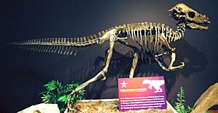 Pachycephalosaurus wyomingensis dinosaur (Upper Cretaceous; Montana, USA)