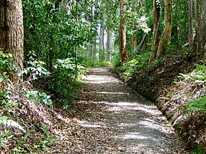 Palmwoods to Buderim Tramway Track Foundation and Formwork Remnants (2009).jpg