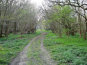 Park Wood - geograph.org.uk - 401161