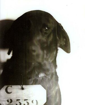 Pep (inmate C-2559) mugshot
