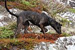 A dark colored mottled dog faces right while sniffing the ground.