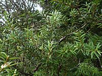 Podocarpus cunninghamii 11