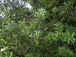 Podocarpus cunninghamii 11