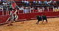 Portuguese bullfight