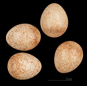 Prinia gracilis palaestinae MHNT 225 Jaffa