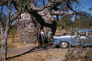 Prison Boab Tree in 1960