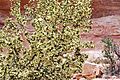 Purshia stansburyana