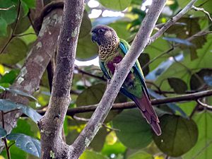 Pyrrhura lucianii Bonaparte's Parakeet; Porto Velho, Rondônia, Brazil.jpg