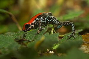 Ranitomeya reticulata.jpg