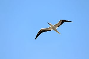 Red footed booby in flight