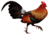 Red jungle fowl white background.png