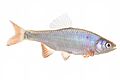 Red shiner 01