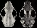 Revision of the skunks of the genus Chincha (1901) pl. 7 M. m. occidentalis