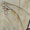 Rhamphorhynchus muensteri, Solnhofen, Germany, Late Jurassic - Royal Ontario Museum - DSC00041