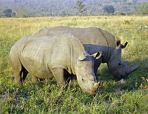 Rhinoceros in South Africa adjusted