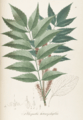 Rhopala heterophylla Pohl90