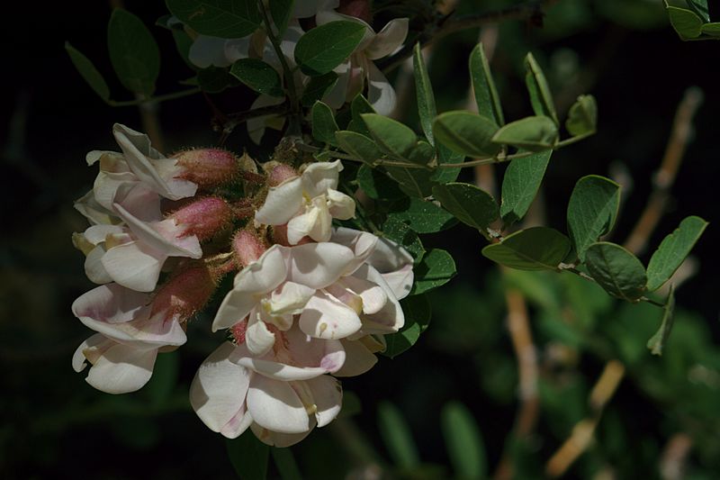 Robinia neomexicana1