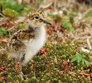 Rock sandpiper chick on St. George by Kevin Pietrzak USFWS