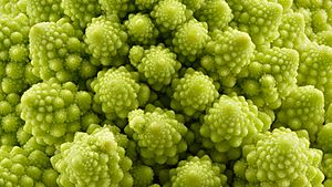 Romanesco broccoli texture