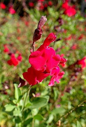 Salvia greggii kz2.jpg