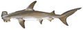 Scalloped hammerhead (Duane Raver)