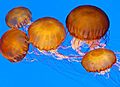 Sea nettles