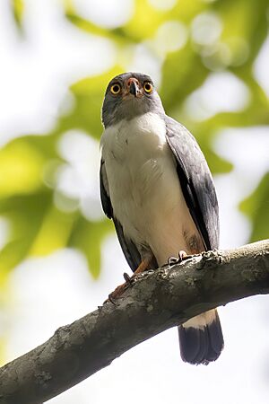 Semiplumbeous hawk Facts for Kids