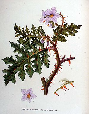 Solanum sisymbrifolium01