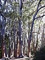 Starr 031214-0056 Eucalyptus obliqua
