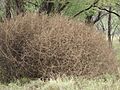 Starr 070313-5636 Salsola tragus