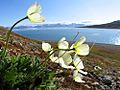 Svalbard poppy (Papaver dahlianum)