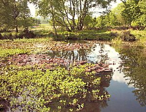The Pool, Highgate Common - geograph.org.uk - 102726