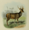 The deer of all lands (1898) Malayan sambar