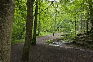 The path through Borsdane Wood (geograph 2417498)