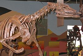 Thescelosaurus skeleton