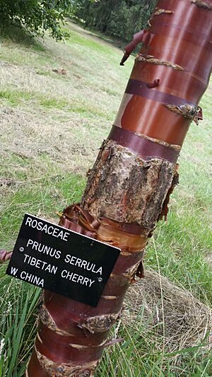 Tibetan Cherry Tree