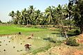 Tierecke 8983 - Rice fields near Puri