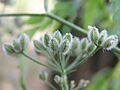 Torilis arvensis 2005.07.21 14.27.51-p7210042