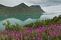 Torskefjorden with fish farms and fireweed