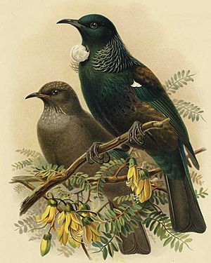 Tui adult and young