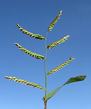 Urochloa mosambicensis flowerhead15 NWP - Flickr - Macleay Grass Man.jpg