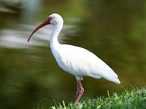 White Ibis in Florida