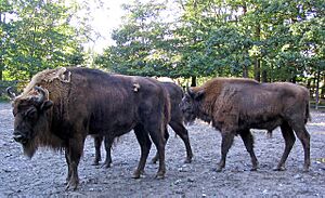 Wisente Bison bonasus-cc