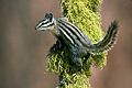 Yellow Pine Chipmunk
