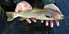 Photo of Yellowstone cutthroat trout in hands